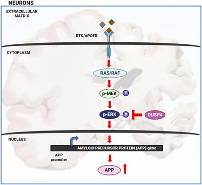 O-GlcNAcylation regulates extracellular signal-regulated kinase (ERK) activation in Alzheimer’s disease